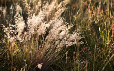 Çiy damlaları ve güneş