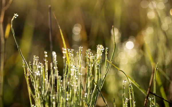 Kapky rosy a slunce — Stock fotografie