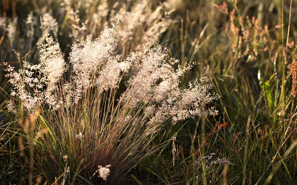 Çiy damlaları ve güneş