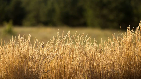 Трава сухая. — стоковое фото