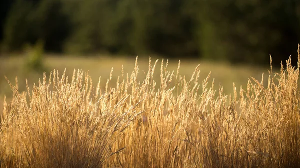 Das Gras ist trocken — Stockfoto