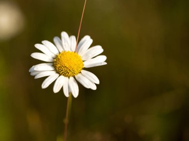 Kır çiçekleri sabah