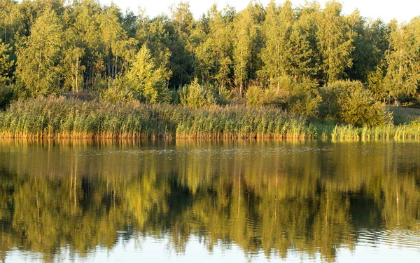 Lago na floresta — Fotografia de Stock