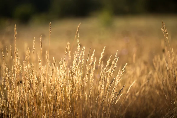 Трава суха — стокове фото