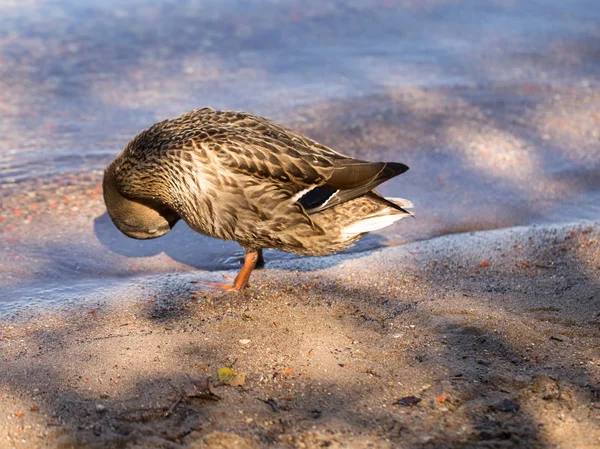 Pato salvaje junto al agua — Foto de Stock