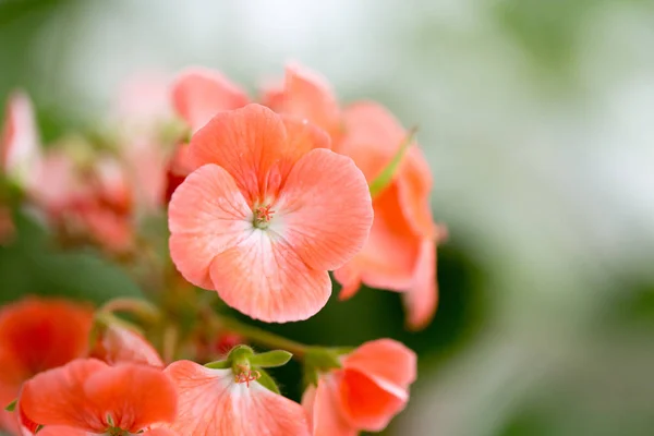 Vnitřní květy jemné odstíny — Stock fotografie