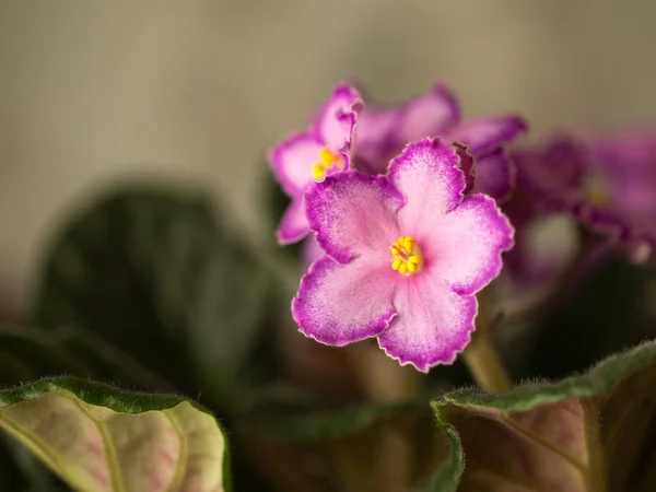 Las primeras flores de primavera —  Fotos de Stock