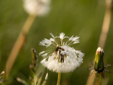 Karahindiba çiğ içinde
