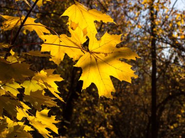 Parlak sonbahar yaprakları