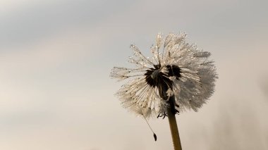 Karahindiba çiğ içinde