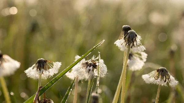 Löwenzahn im Tau — Stockfoto