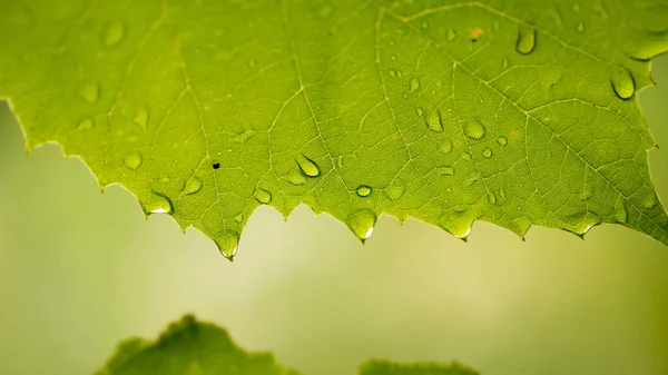 雨后的葡萄叶子 — 图库照片