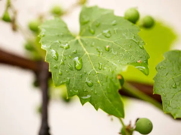 Hojas de uva después de la lluvia —  Fotos de Stock
