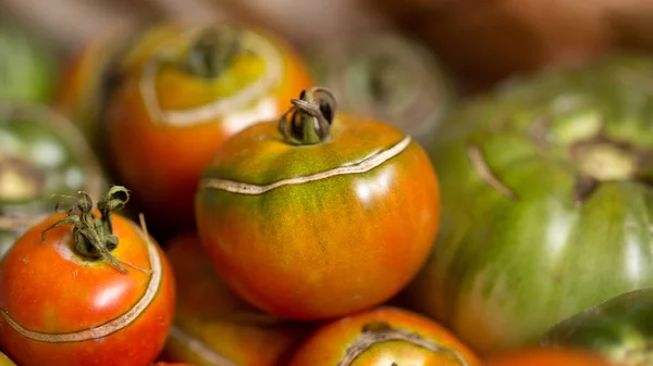 收获美味的西红柿 — 图库照片