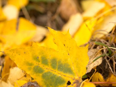 Parlak sonbahar yaprakları