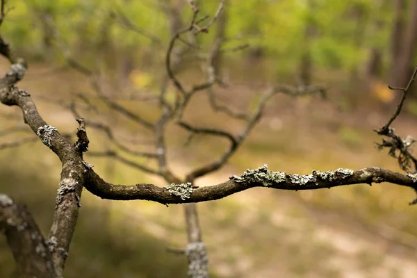 Зеленый мох осенью — стоковое фото