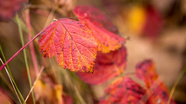 Bright leaves in the fall — Stock Photo, Image