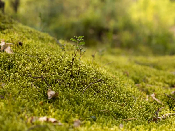 Sonbaharda moss yeşil — Stok fotoğraf