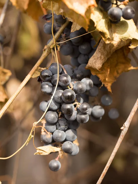 Uvas azules en otoño — Foto de Stock