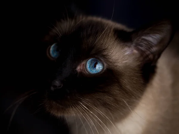 Gato com olhos azuis — Fotografia de Stock