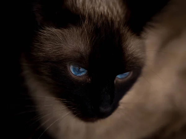 Gato com olhos azuis — Fotografia de Stock