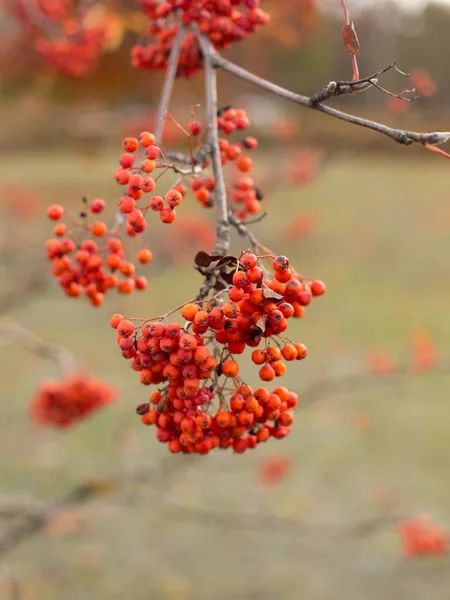Frêne rouge de montagne à l'automne — Photo