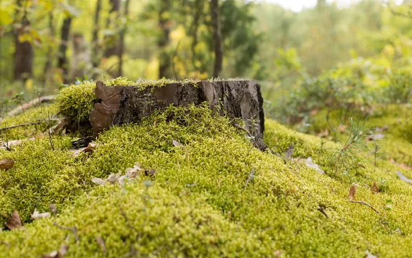 Sonbaharda moss yeşil — Stok fotoğraf