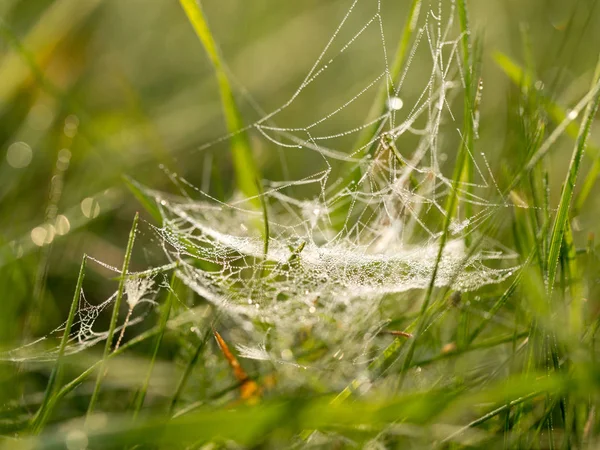 섬세하고 얇은 거미줄 — 스톡 사진