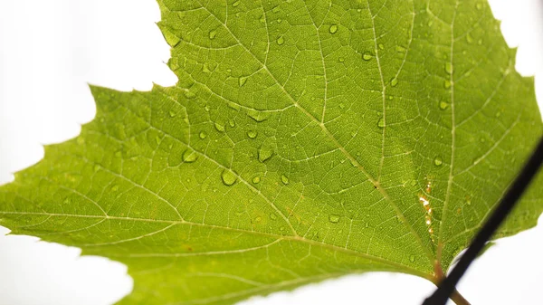 Hojas de uva después de la lluvia —  Fotos de Stock