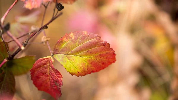 Bright leaves in the fall — Stock Photo, Image