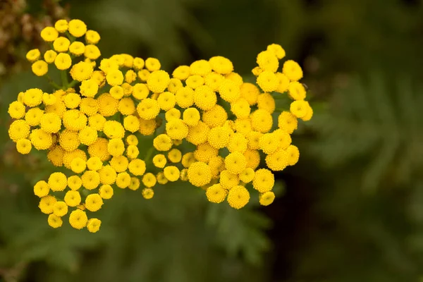 Beautiful Healthy Plant Tansy Medicinal Herbs Ecologically Clean Region — Stock Photo, Image