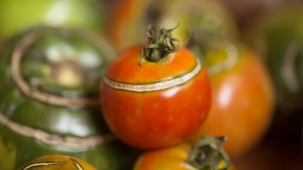 Colha Deliciosos Tomates Legumes Maduros Saudáveis Uma Região Ecologicamente Limpa — Fotografia de Stock