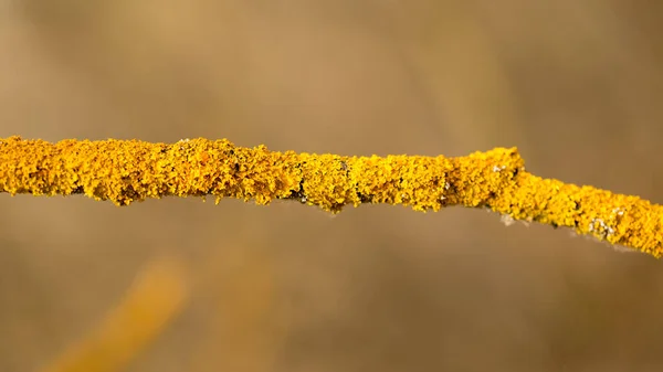 Lichen Sur Les Branches Des Arbres Type Système Écologique Biologique — Photo