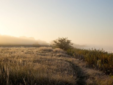 Parlak soğuk bir sabah, berrak bir ışık ve bitkilerin üzerindeki buz.