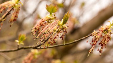 Ilık bahar güneşinin ışınları altında söğüt dalları açar