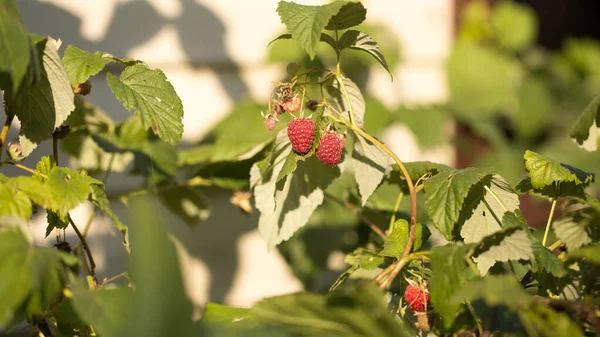 Lamponi Bacca Rossa Sotto Sole Gentile — Foto Stock