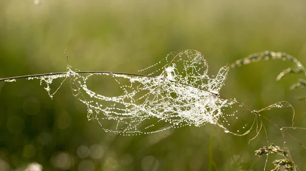 Sabahın erken saatlerinde çiğ tanesinde narin ve ince bir ağ.