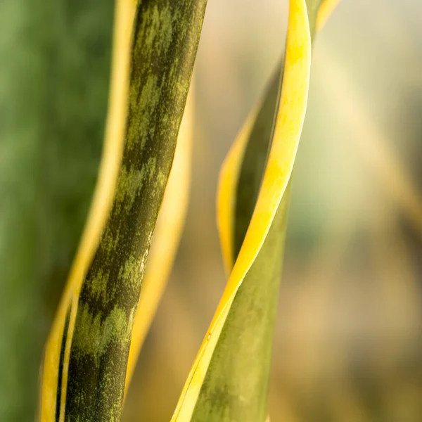 Wazige Plantaardige Achtergrond Bladeren Van Binnenplanten — Stockfoto