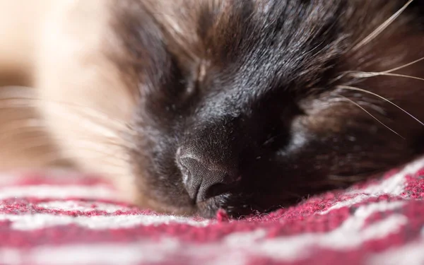 Domowy Kot Zbliżenie Piękny Płaszcz Ciekawy Kolor — Zdjęcie stockowe