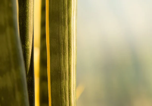 蔬菜背景模糊 室内植物叶面模糊 — 图库照片#