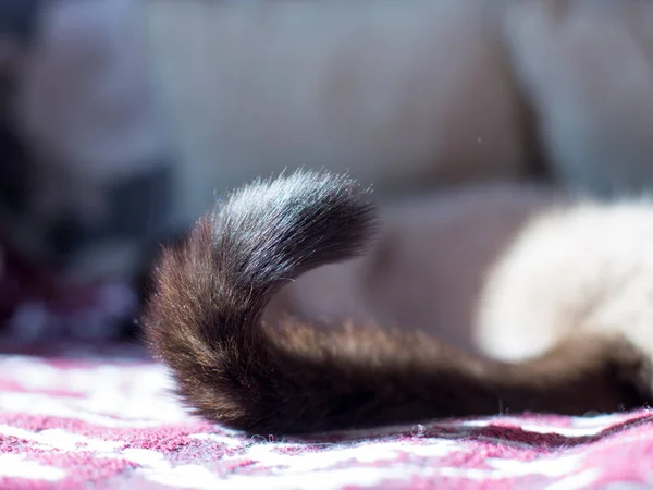 Gato Doméstico Perto Casaco Bonito Cor Interessante — Fotografia de Stock