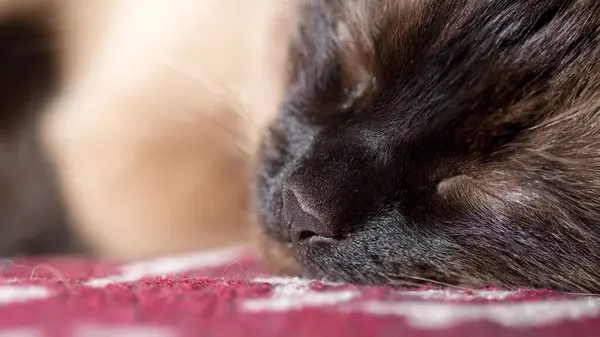 Hauskatze Aus Nächster Nähe Schönes Fell Und Interessante Farbe — Stockfoto