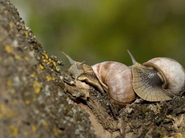 Caracol Uva Temprano Mañana Sobre Hierba Verde Con Rocío — Foto de Stock