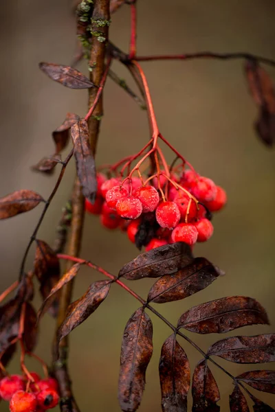 Frassino Montagna Rosso Autunno Bacche Belle Sane — Foto Stock