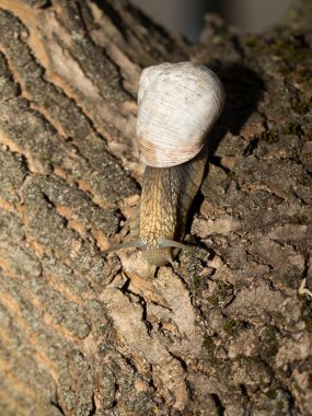 Sabahın erken saatlerinde yeşil çimlerde çiğ taneli üzüm salyangozu