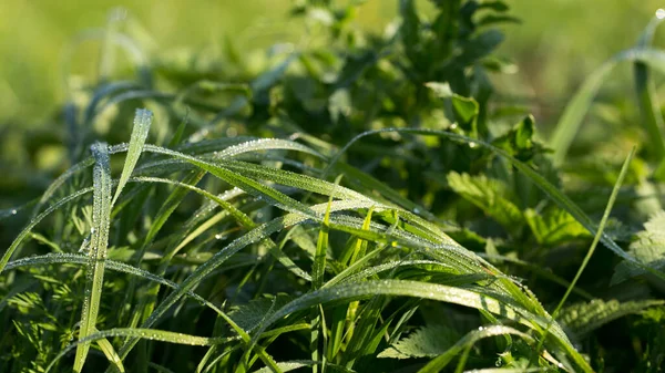 绿色植物背景设计和墙纸 — 图库照片