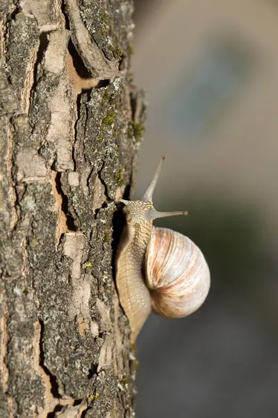 Caracol Uva Manhã Cedo Grama Verde Com Orvalho — Fotografia de Stock