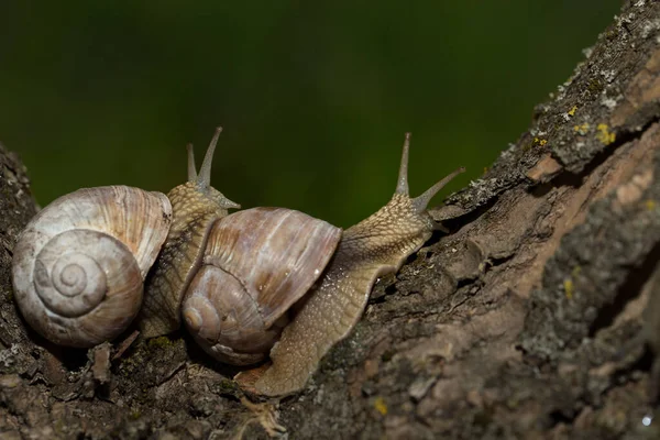 Caracol Uva Temprano Mañana Sobre Hierba Verde Con Rocío — Foto de Stock