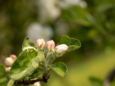 İlkbaharda elma ağaçları, bahar çiçekleri