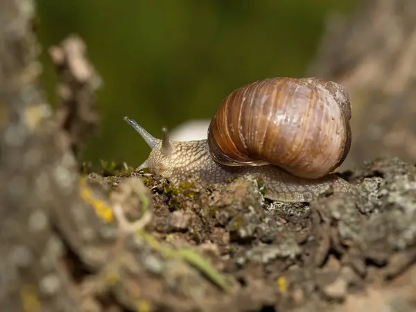 Caracol Uva Temprano Mañana Sobre Hierba Verde Con Rocío — Foto de Stock